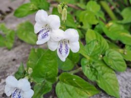 Asystasia gangetica subsp. micrantha or A. intrusa blue corolla markings